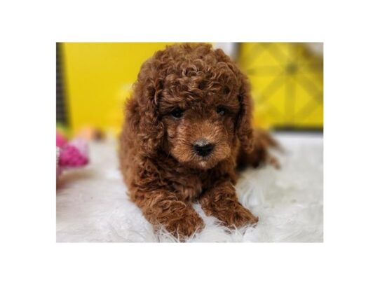 Miniature Goldendoodle-Dog-Female-Red-9771-Petland San Antonio, TX