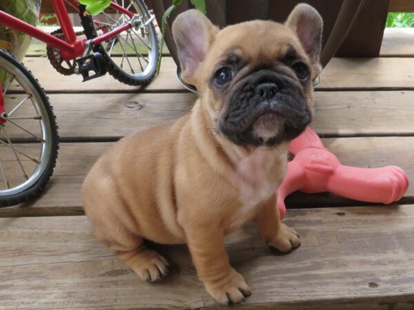 French Bulldog Dog Male Red Fawn & White 9769 Petland San Antonio, TX