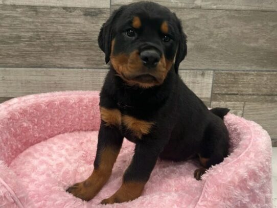 Rottweiler-Dog-Female-Black & Rust-9767-Petland San Antonio, TX