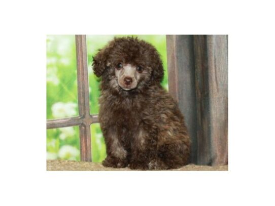 Miniature Poodle Dog Female Chocolate 9774 Petland San Antonio, TX