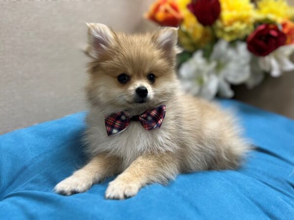 Pomeranian Dog Male rd mrl, , wh mkgs 6836 Petland San Antonio, TX