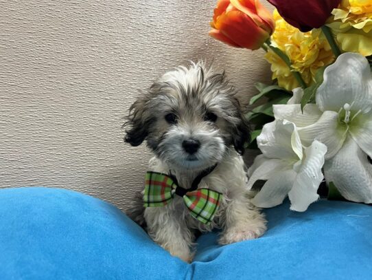 Coton De Tulear-Dog-Male-wh & brdl-6864-Petland San Antonio, TX