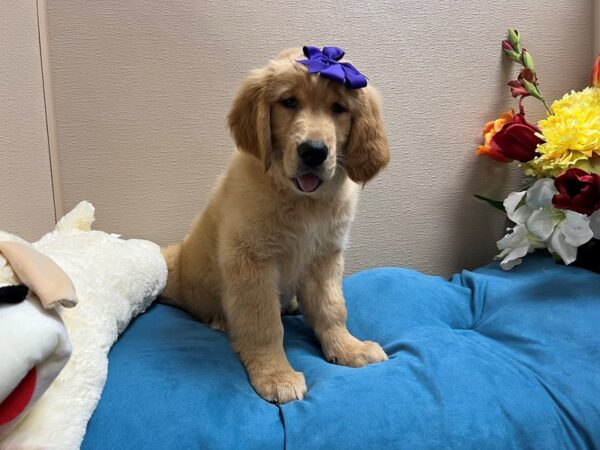 Golden Retriever Dog Female golden 6866 Petland San Antonio, TX