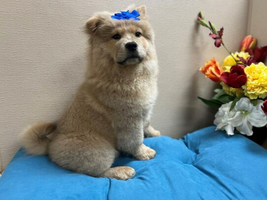 Chow Chow Dog Female cream 6869 Petland San Antonio, TX