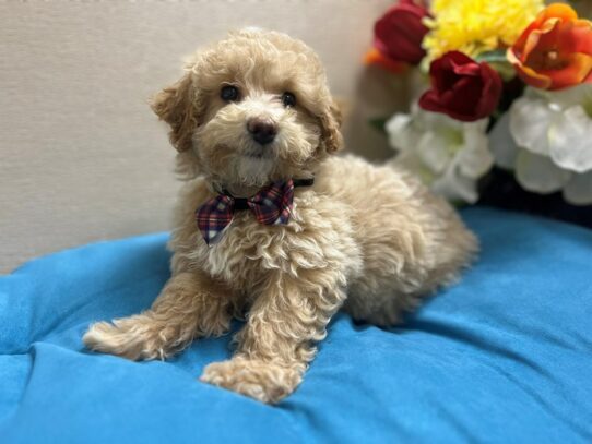 Bichapoo Dog Male cream 6867 Petland San Antonio, TX