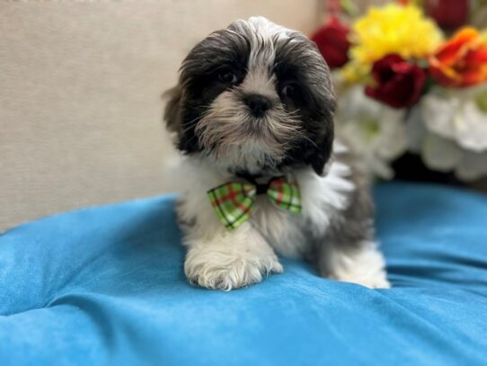 Shih Tzu-Dog-Male-grey and white-6868-Petland San Antonio, TX