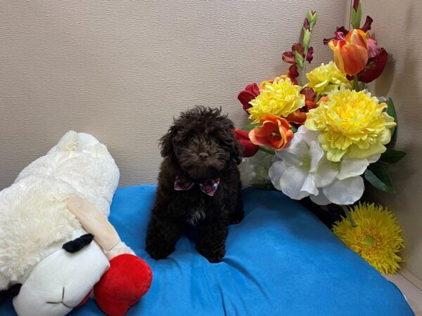 Shihpoo-Dog-Female-lvr-6848-Petland San Antonio, TX