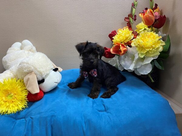 Yorkiepoo Dog Male blk & rd 6849 Petland San Antonio, TX