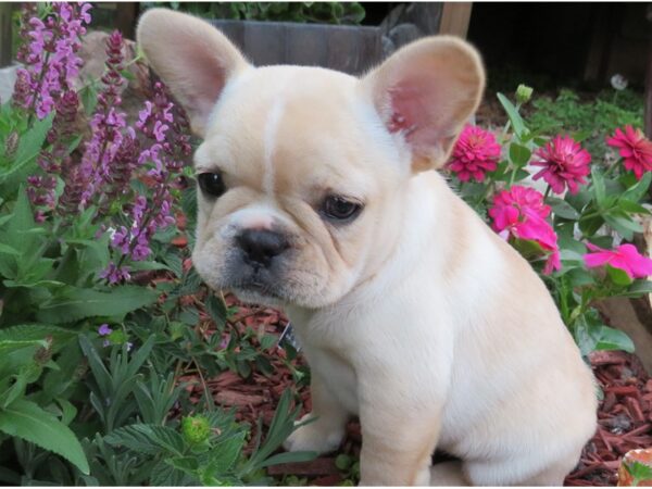 French Bulldog Dog Female Red Fawn & White 9779 Petland San Antonio, TX