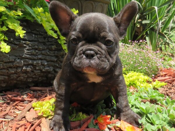 French Bulldog Dog Male Brindle & White 9778 Petland San Antonio, TX