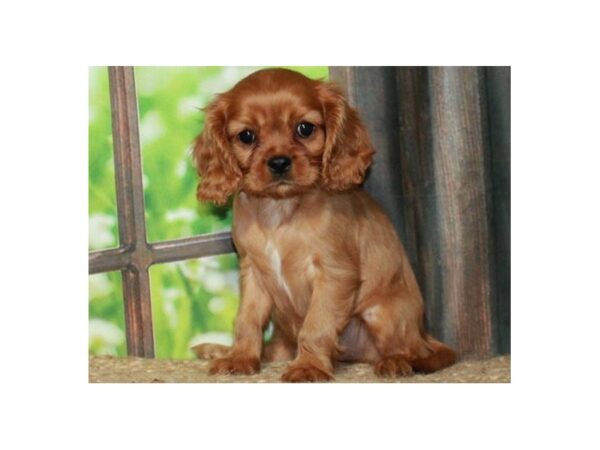 Cavalier King Charles Spaniel Dog Female Ruby 9784 Petland San Antonio, TX