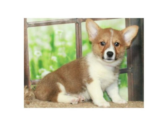 Pembroke Welsh Corgi-Dog-Female-Red & White-9785-Petland San Antonio, TX