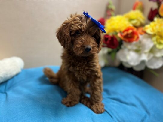 2nd Generation Mini Goldendoodle-Dog-Female-rd-6870-Petland San Antonio, TX