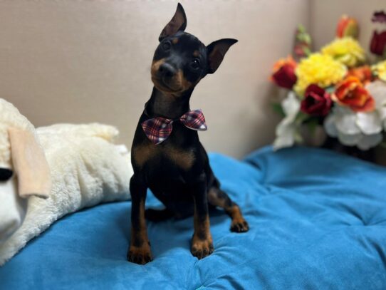 Miniature Pinscher-Dog-Male-blk & tn-6873-Petland San Antonio, TX