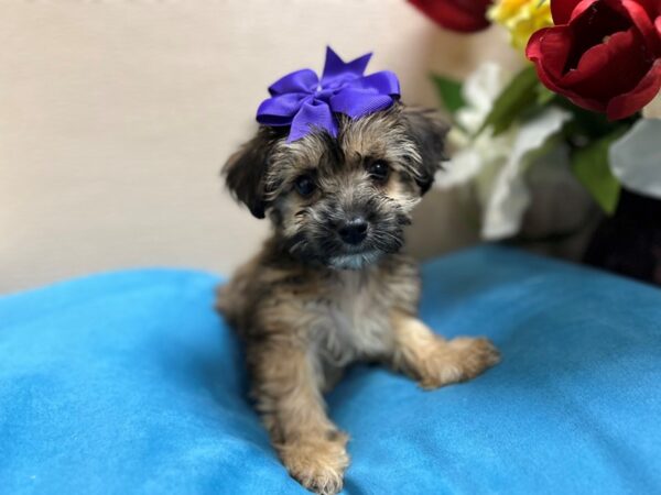 Yorkiepoo Dog Female gldn 6874 Petland San Antonio, TX