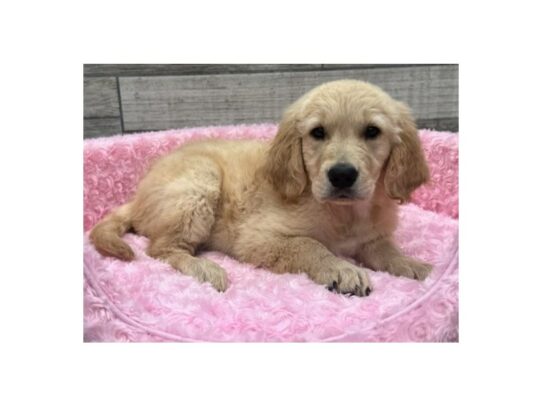 Golden Retriever Dog Female Golden 9780 Petland San Antonio, TX