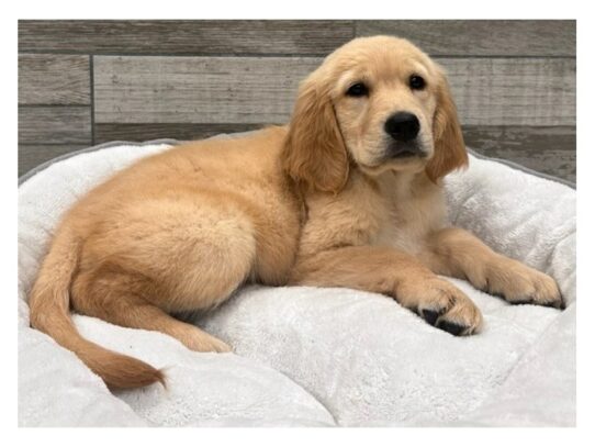 Golden Retriever Dog Female Golden 9781 Petland San Antonio, TX