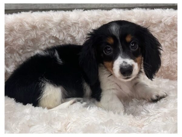 Dachshund-Dog-Female-Black & Tan Piebald-9783-Petland San Antonio, TX