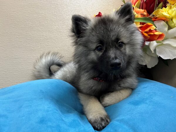 Keeshond-Dog-Male-slvr sbl-6825-Petland San Antonio, TX