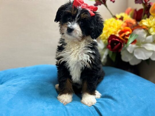 Mini Bernedoodle-Dog-Female-tri-6877-Petland San Antonio, TX