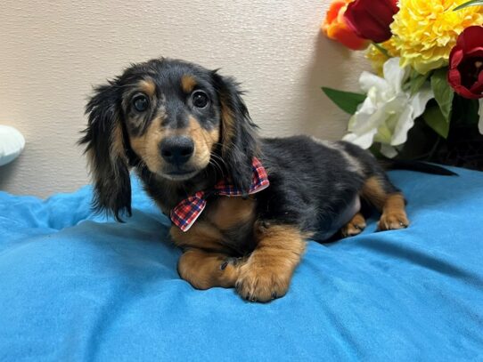 Miniature Dachshund-Dog-Male-blk & tn dpl-6851-Petland San Antonio, TX