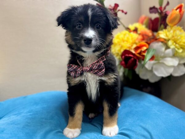 Miniature Australian Shepherd Dog Male blk wh & tn 6876 Petland San Antonio, TX