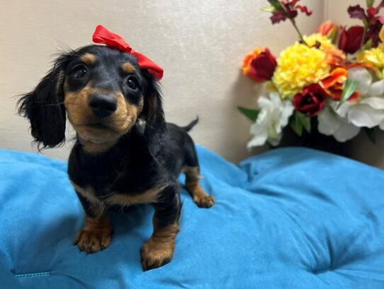 Miniature Dachshund Dog Female blk & tn 6879 Petland San Antonio, TX