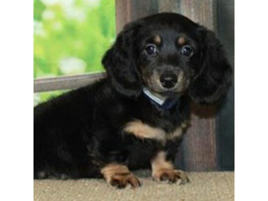 Dachshund Dog Male Black & Tan 9789 Petland San Antonio, TX