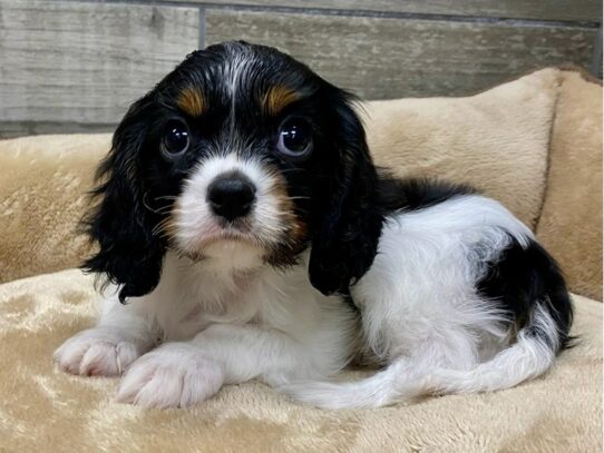 Cavalier King Charles Spaniel Dog Male Black White & Tan 9796 Petland San Antonio, TX