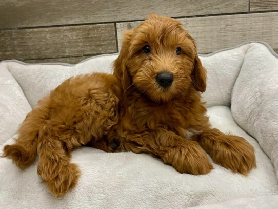 Miniature Goldendoodle Dog Male Red 9799 Petland San Antonio, TX