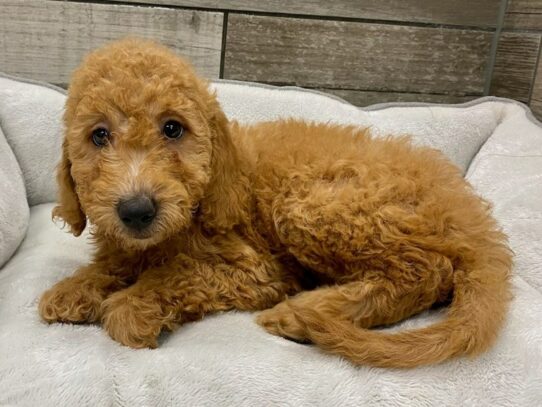 Miniature Goldendoodle Dog Female Red 9800 Petland San Antonio, TX