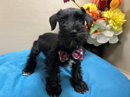 Min Schnauzer Dog Male blk 6881 Petland San Antonio, TX