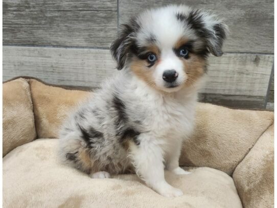 Miniature Australian Shepherd Dog Male Blue Merle 9786 Petland San Antonio, TX