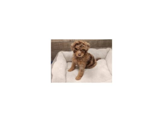 Miniature Poodle-Dog-Male-Chocolate Merle-9794-Petland San Antonio, TX