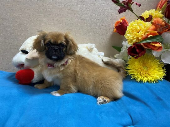 Pekingese Dog Male Sable 6857 Petland San Antonio, TX