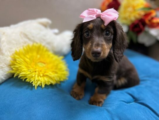 Miniature Dachshund Dog Female chlt & tn 6886 Petland San Antonio, TX