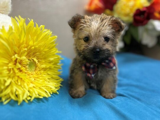 Cairn Terrier-Dog-Male-whtn-6887-Petland San Antonio, TX