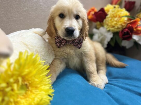 Golden Retriever Dog Male gldn 6888 Petland San Antonio, TX