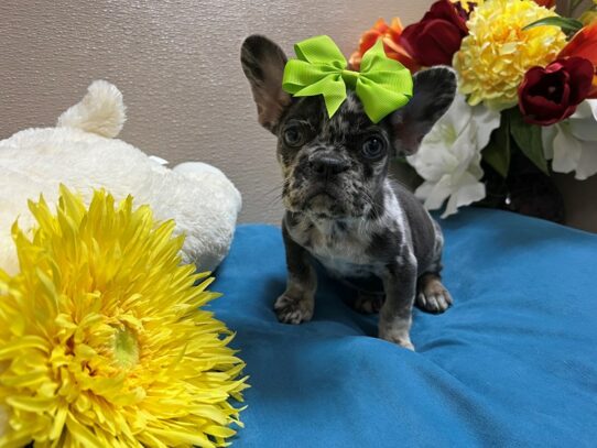 French Bulldog Dog Female bl mrl 6890 Petland San Antonio, TX