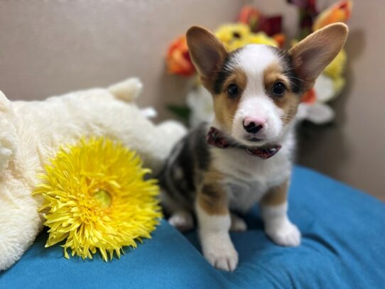 Pembroke Welsh Corgi Dog Male bl mrl, tn wh mkgs 6878 Petland San Antonio, TX