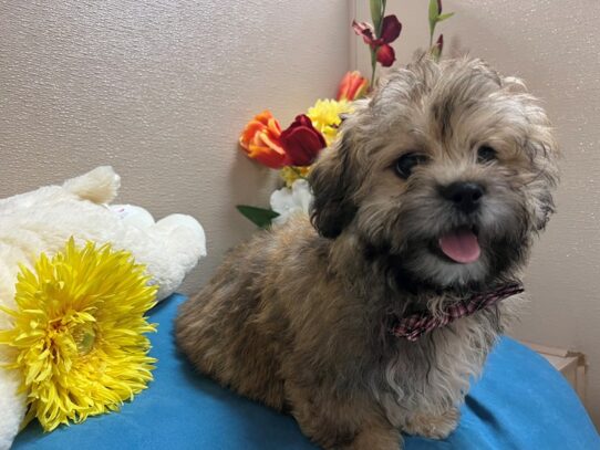 Teddy Bear-Dog-Male-gld-6840-Petland San Antonio, TX