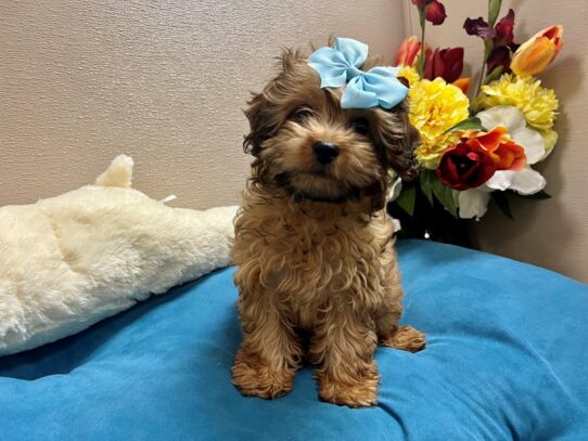 Cavapoo Dog Female cafe 6853 Petland San Antonio, TX