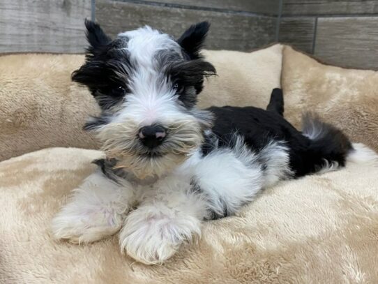 Miniature Schnauzer Dog Male Blue Merle 9806 Petland San Antonio, TX