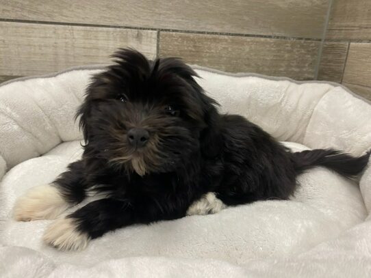 Havanese Dog Male Black & White 9803 Petland San Antonio, TX