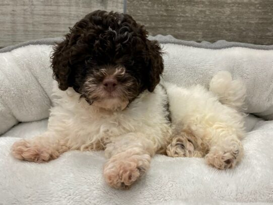 Miniature Poodle Dog Male Chocolate & White 9802 Petland San Antonio, TX