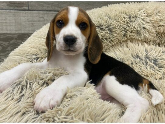 Beagle Dog Male Black White & Tan 9809 Petland San Antonio, TX