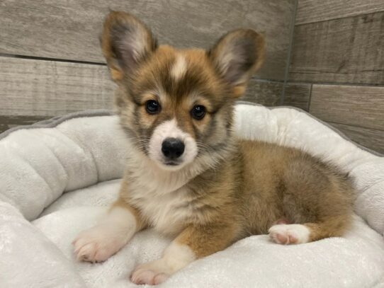 Pembroke Welsh Corgi Dog Male Red & White 9808 Petland San Antonio, TX