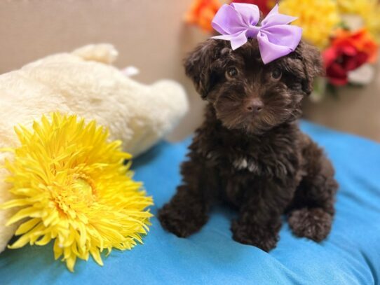 Schnoodle-Dog-Female-chlt-6889-Petland San Antonio, TX