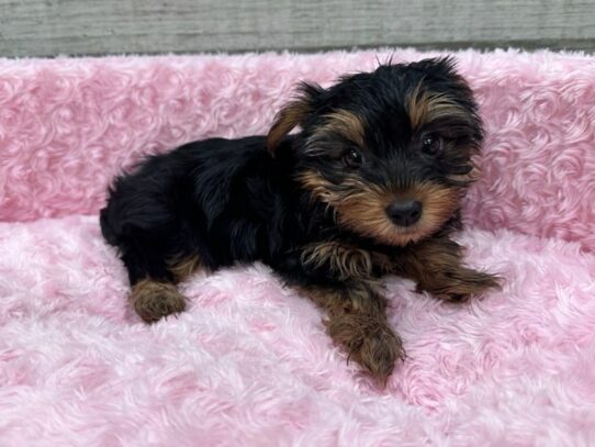 Yorkshire Terrier-Dog-Female-Black & Tan-9813-Petland San Antonio, TX