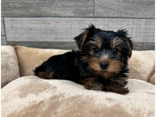 Yorkshire Terrier Dog Male Black & Tan 9814 Petland San Antonio, TX